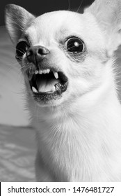 Chihuahua Angry High Res Stock Images Shutterstock