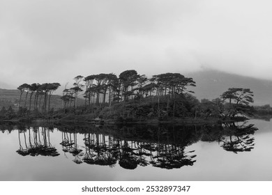 Monochrome image of Pine Island in Connemara, near Galway, Ireland, capturing the silhouettes of pine trees mirrored on a still lake, set against a fog-covered landscape - Powered by Shutterstock