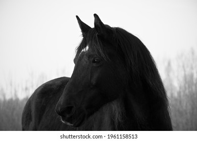 Monochrome Image Of Portrait Of Beautiful Old Black Horse With White Star And Long Mane. Forest In The Background