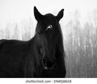 Monochrome Image Of Portrait Of Beautiful Old Black Horse With White Star And Long Mane. Forest In The Background