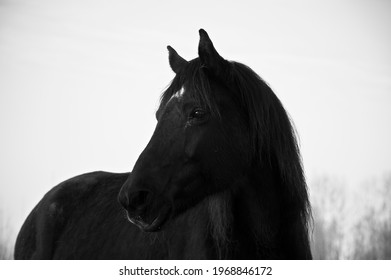 Monochrome Image Of Portrait Of Beautiful Old Black Horse With White Star And Long Mane. Forest In The Background
