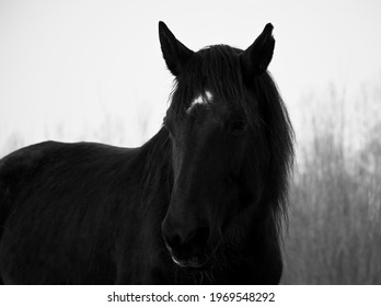 Monochrome Image Of Portrait Of Beautiful Old Black Horse With White Star And Long Mane. Forest In The Background