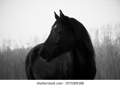 Monochrome Image Of Portrait Of Beautiful Old Black Horse With White Star And Long Mane. Forest In The Background