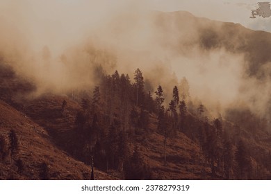 Monochrome landscape of foggy morning in mountains with evergreen trees - Powered by Shutterstock