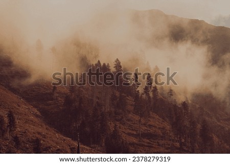 Monochrome landscape of foggy morning in mountains with evergreen trees