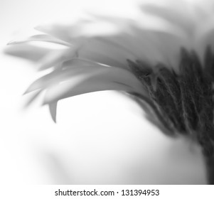 Monochrome macro close up shot of Gerbera daisy flower head - Powered by Shutterstock