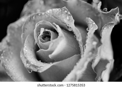 Monochrome Macro Photo Of A Dew Kissed Rose