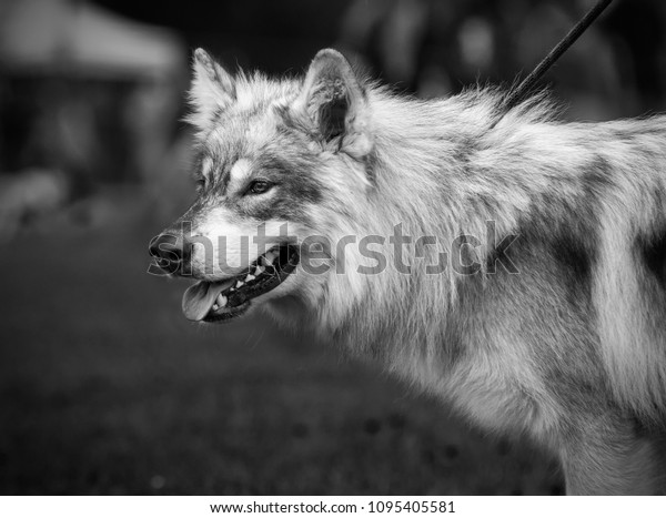 lupine dog