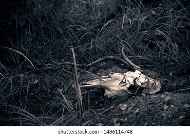 800 Moose skull Stock Photos, Images & Photography | Shutterstock