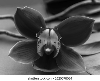 Monochrome Photo Of An Ochidka Cymbidium Orchid