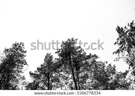 Image, Stock Photo timber line Nature Plant