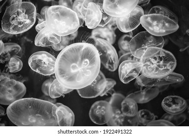 2,798 Jellyfish photo Images, Stock Photos & Vectors | Shutterstock