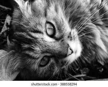 Monochrome picture of cute lying longhair cat - Powered by Shutterstock