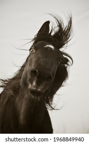 Monochrome Portrait Of Black Horse With White Star Shaking Mane