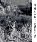 Monochrome portrait of a european tabby cat in a lawn. Shot with 85mm lens for clean subject isolation.