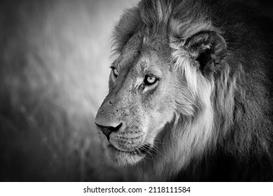 2,495 Lion eyes dark Images, Stock Photos & Vectors | Shutterstock