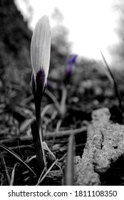 Monochrome Spring Crocus, Lisle, IL. DuPage County.