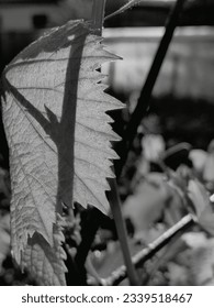 Monochrome. Summer morning. Grape leaves. Close-up.