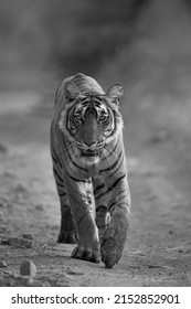 Monochrom von T124 Riddhi - die dominante Tigerin des Sees von Ranthambohrer