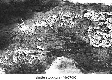 monochrome  texture background