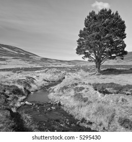 Monochrome Tree