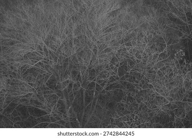 Monochrome view of dense leafless tree branches forming an abstract winter woodland texture background.