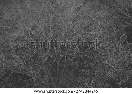 Monochrome view of dense leafless tree branches forming an abstract winter woodland texture background.