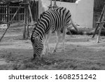monochrome zebra eating grass, black n white