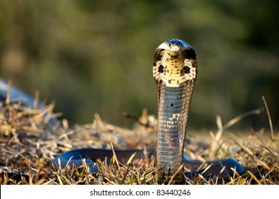Monocle Cobra