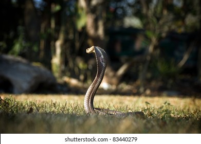 Monocle Cobra