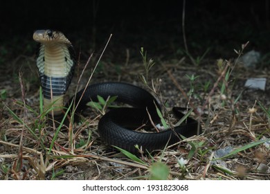 Monocled Cobra Has Oshaped Monocellate Hood Stock Photo 1931823068 