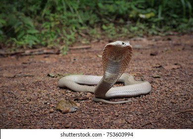 Monocled Cobra Hypo Morph Displaying Typical Stock Photo 753603994 ...