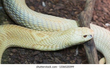 Monocled Cobra Monocle Cobra Very Dangerous Stock Photo 1336520399 ...