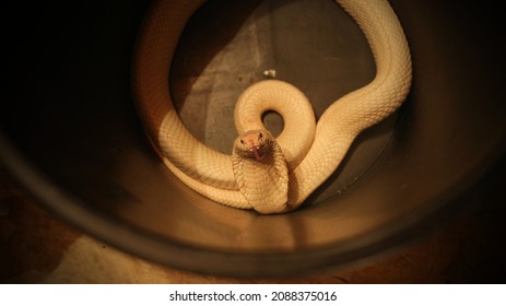 Monocled Cobra (Naja Kaouthia) Albino