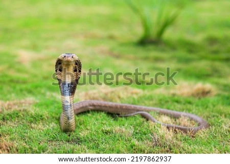 Monocled cobra, Naja kaouthia, also called monocellate cobra, or Indian spitting cobra, is a venomous cobra species widespread across South and Southeast Asia,west bengal india 