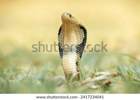 The Monocled Cobra (Naja kaouthia), also called Monocellate Cobra or Indian Spitting Cobra, is a venomous cobra species widespread across South and Southeast Asia.