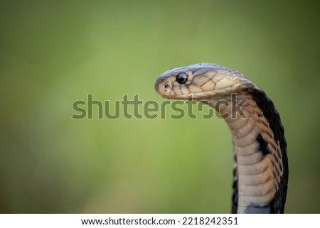 Monocled Cobra on the ground Animal portriat.