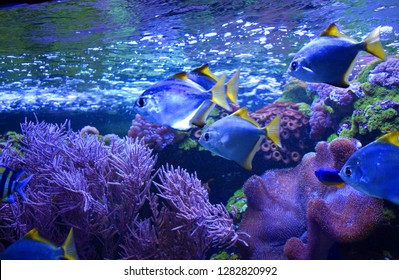 Monodactylidae is a family of perciform bony fish commonly referred to as monos, moonyfishes or fingerfishes. All are laterally compressed with disc-shaped bodies and tall anal and dorsal fins.