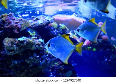 Monodactylidae is a family of perciform bony fish commonly referred to as monos, moonyfishes or fingerfishes. All are laterally compressed with disc-shaped bodies and tall anal and dorsal fins.