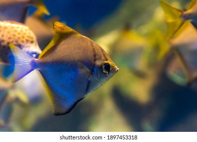 Monodactylus argenteus or silver moony fish in aquarium.