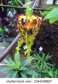 Monodora myristica African Calabash Nutmeg Plant Flower Tropical