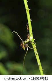 Monomorium floricola ant