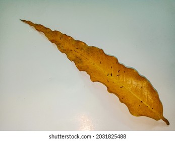 Monoon Longifolium Leaves, On A White Background, Top View.