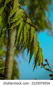 Monoon Longifolium Tree Leaves Under Blue Sky, On January10,2022