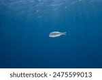 Monotaxis grandoculis, the humpnose big-eye bream, bigeye barenose