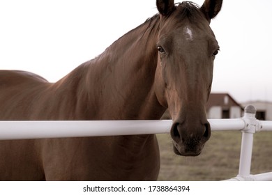 Monotone photograph of a brown horse peering over a farm fence with a barn in the background.