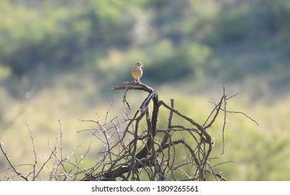 Monotonous Lark In Mid Song