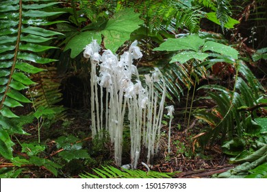 Monotropa Uniflora. Chlorophyll Lacking Plant Uses It's Unique Relationship With Fungi And Photosynthesizing Plants To Obtain Nutrients.