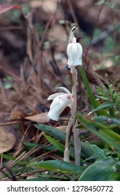 Monotropa Uniflora, Also Known As Ghost Plant (or Ghost Pipe), Indian Pipe Or Corpse Plant, Is An Herbaceous Perennial Plant