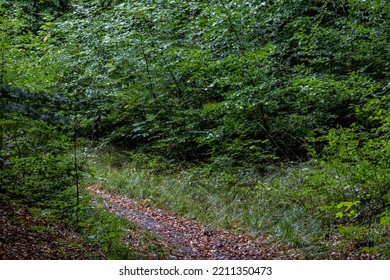 Mons Klint, Denmark An Uphill Path In The Woods.